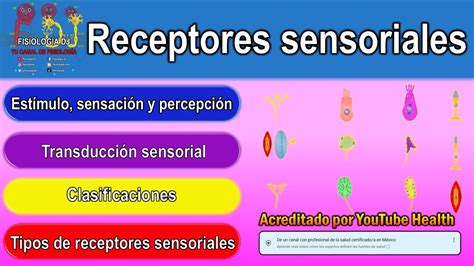 Receptores Sensoriales Del Sistema Nervioso Receptores Sensitivos Clasificación Youtube