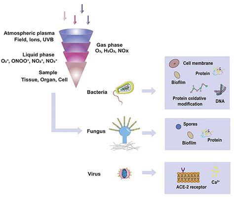 Frontiers Cold Atmospheric Plasma Ameliorates Skin Diseases Involving