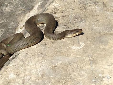 Lake Erie Watersnake Nerodia Sipedon Insularum Phenology Project