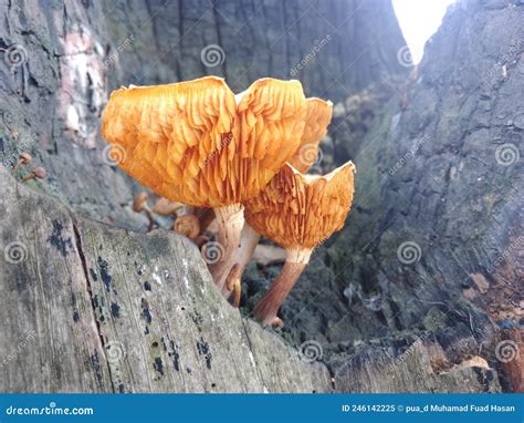 Common Rustgil Mushroom Growing On Tree Trunks Stock Image Image Of