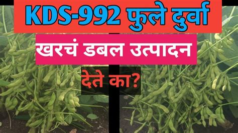 के डी एस 992 फुले दुर्वा Kds 992 Fule Druva Krushimitraraju