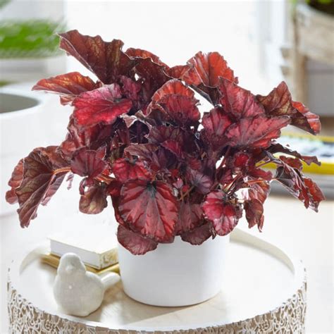 9 Beautiful Red Indoor Plants