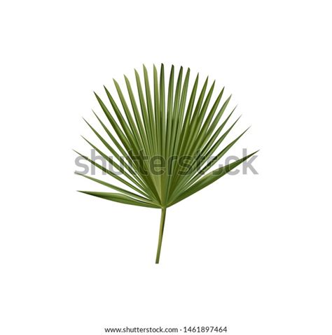 Vector Carnauba Palm Leaf Called Brazil Stock Vector (Royalty Free ...