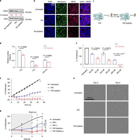 Galnac Lytac Degrades The Membrane Proteins Her2 And Integrins And Download Scientific Diagram