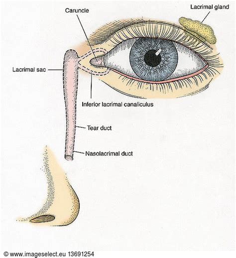 Anatomical Illustration Of Tear Duct Anatomical Illustration Of Tear