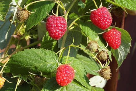 Lampone Rosso benefici proprietà a cosa serve Rubus Idaeus