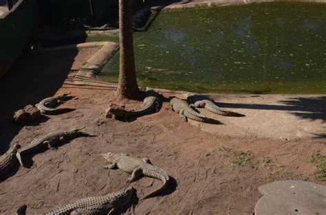 Durban Phezulu Cultural Village And Reptile Park Tour Getyourguide