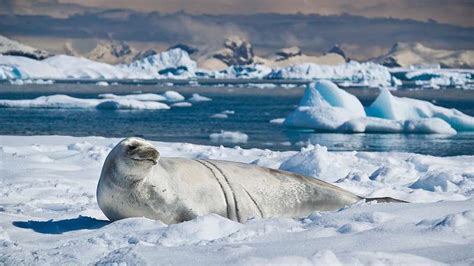 Antarcticas Wildlife In A Changing Climate