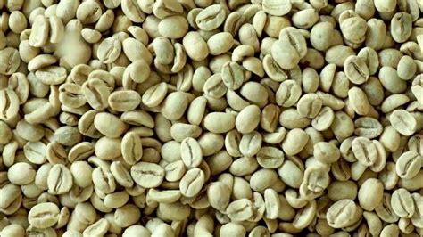 Vietnamese Green Coffee Beans Vietnam Coffee Supplier Wholesaler