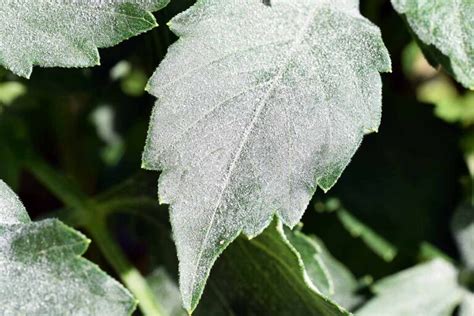 How To Identify And Manage Powdery Mildew In Dahlias