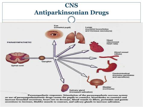 Ppt Cns Antiparkinsonian Drugs Powerpoint Presentation Free