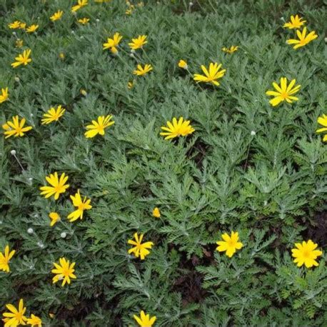 Margarita Amarilla Euryops Chrysantemoides Plantas Mallorca