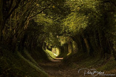 Halnaker Tree Tunnel Landscape Photography - Philip Bedford Photography