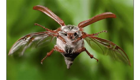 9 Diversidades De Insectos Coleópteros Que No Puedes Dejar De Conocer