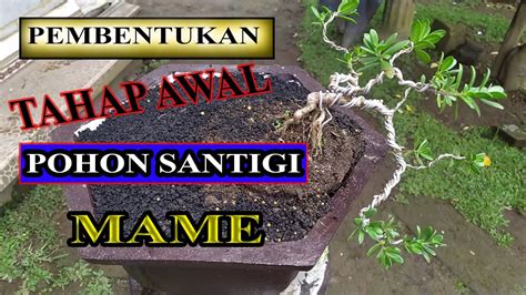 Pembentukan Tahap Awal Bonsai Santigi Mame Youtube