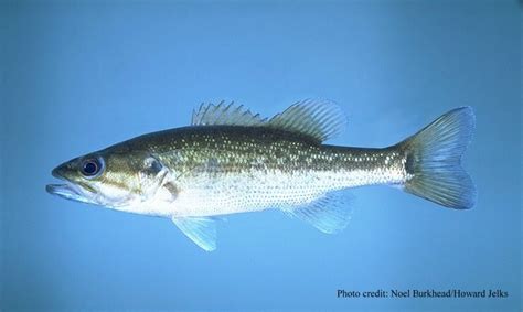 Kentucky State Fish Kentucky Spotted Bass