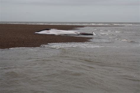 Beached whale on Suffolk coast - Reader snap • The Register