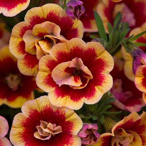 Buy Mini Petunia Million Bells Calibrachoa Can Can Double