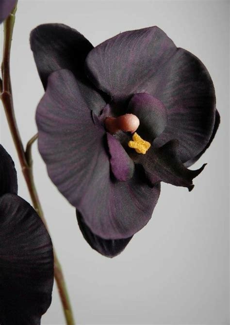 Pin By Rhonda Proffitt On Flowers Orchids Unusual Flowers Exotic