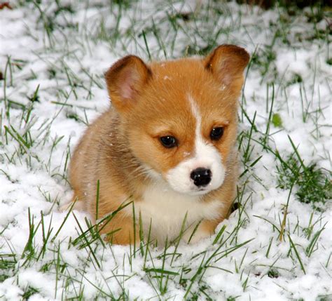 My Corgi Puppy In The Snow Raww