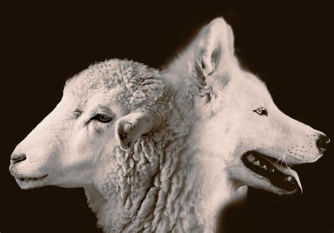 Sheep Among Wolves Sheep Among Wolves Animals Digital Artwork