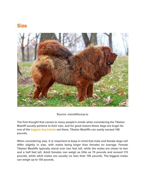 PPT Tibetan Mastiff Price And Lifetime Expenses PowerPoint