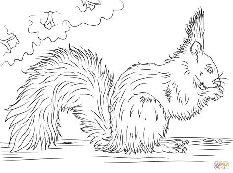 Red Squirrel Eating Nut Coloring Page Free Printable Coloring Pages