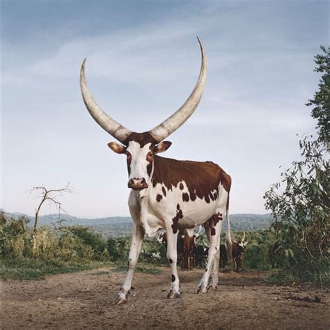 President Ramaphosa S Cattle Exhibited In Johannesburg Huffpost South Africa