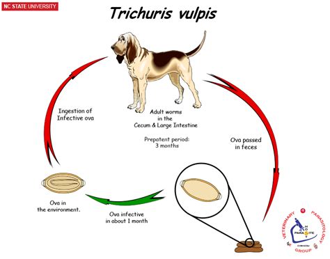 Ncsu Veterinary Parasitology