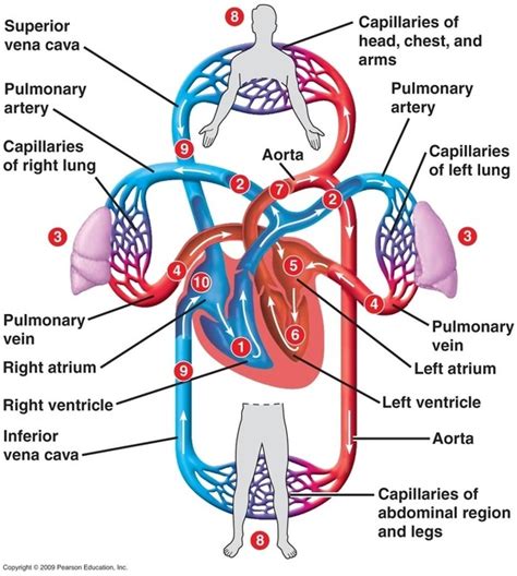 What is the relationship between artery and heart? - Quora