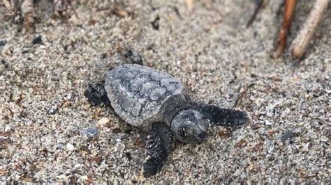 Watch Sea Turtles Hatch Scamper Toward Ocean In Rare Daylight Event