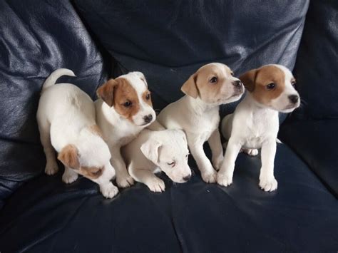 Jack Russell Puppies In Ebbw Vale Blaenau Gwent Gumtree