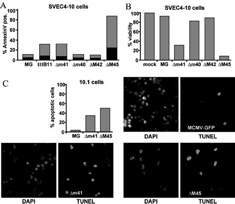 MCMV Deletion Mutations Cause Apoptosis SVEC4 10 Endothelial Cells