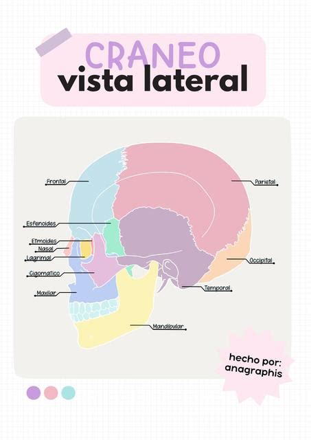 Vista Lateral del Cráneo anagraphis med uDocz