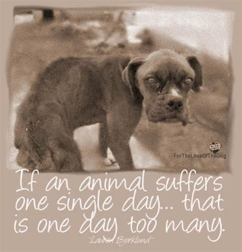 1000 Images About Pet Rescue Memes On Pinterest