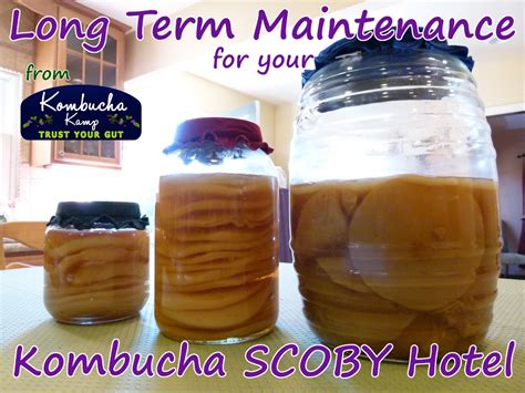 Scoby Hotel Maintenance Kombucha Kamp