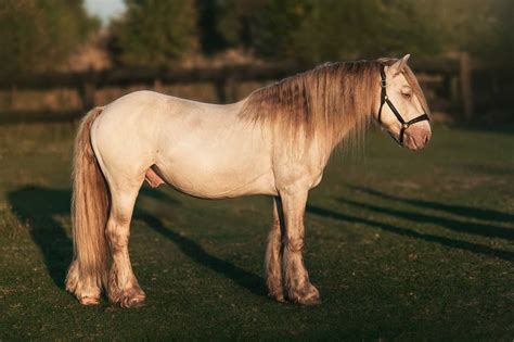 Ogier Gypsy Cob Lat Witkowice Olx Pl