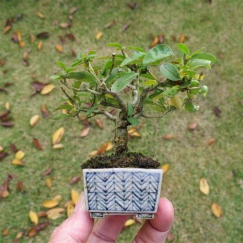 超ミニ盆栽のブログの画像 Plants Bonsai Garden