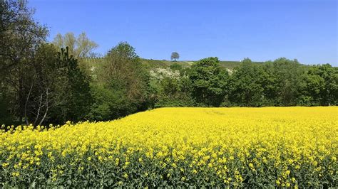 Oilseed Rape Green Landscape Free Photo On Pixabay Pixabay