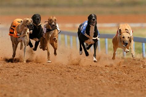 Corrida de galgos é permitida no Brasil Entenda Petlove