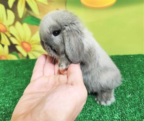 Mini Lop Syjamski Kr Lik Baranek Siwy Miniaturka Seal Point Szary