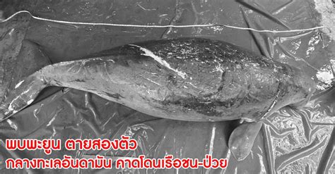 พบพะยูน ตายสองตัว กลางทะเลอันดามัน คาดโดนเรือชน-ป่วย
