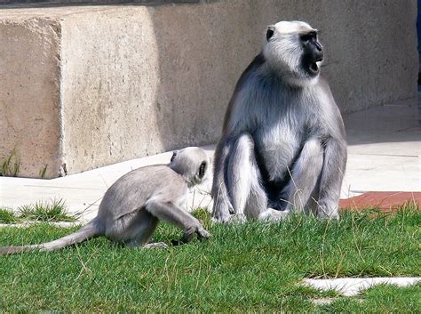 Hanuman Languren Semnopithecus Entellus P Flickr