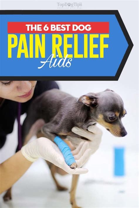 6 Best Dog Pain Relief Aids (Dog Pain Reliever Buying Guide)