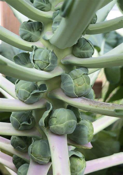 Long Island Improved Brussels Sprouts Seeds Tim S Tomatoes