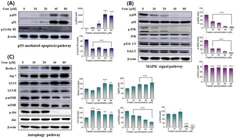 Effect Of Fisetin On Cell Cycle Mapk Phosphorylation And Autophagy