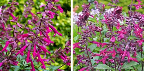 Caring for salvia | Flower Power