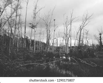 Drought Deforestation Concept Black White Ecology Stock Photo