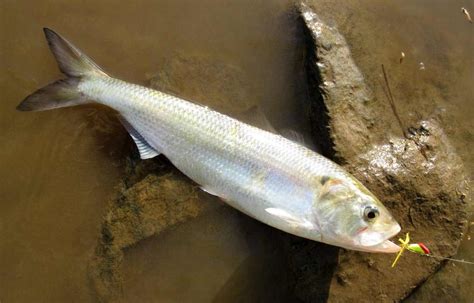 catch  shad kayak fishin guru