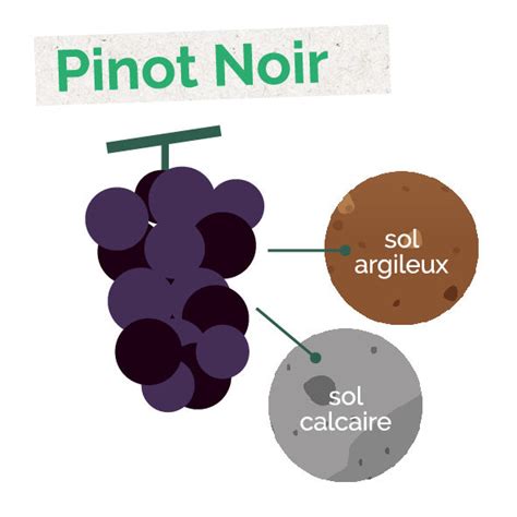 Le Pinot Noir ce cépage de Bourgogne qui fait tourner les têtes